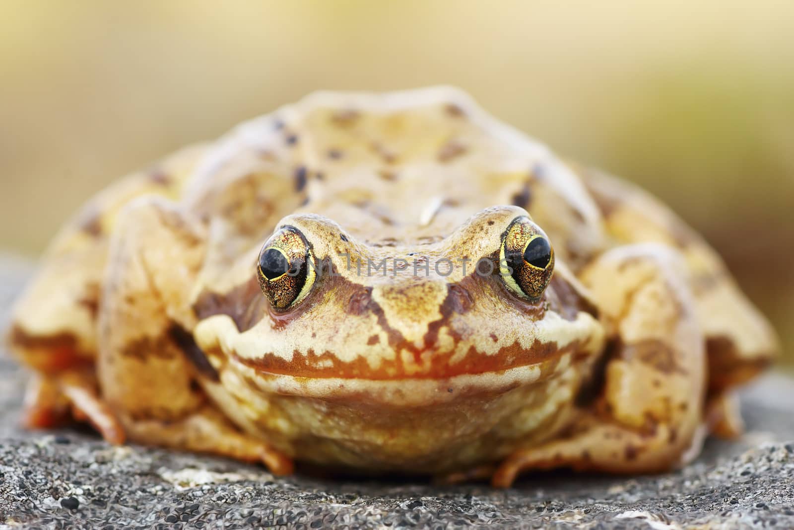 Rana temporaria portrait, abstract view of european common brown frog