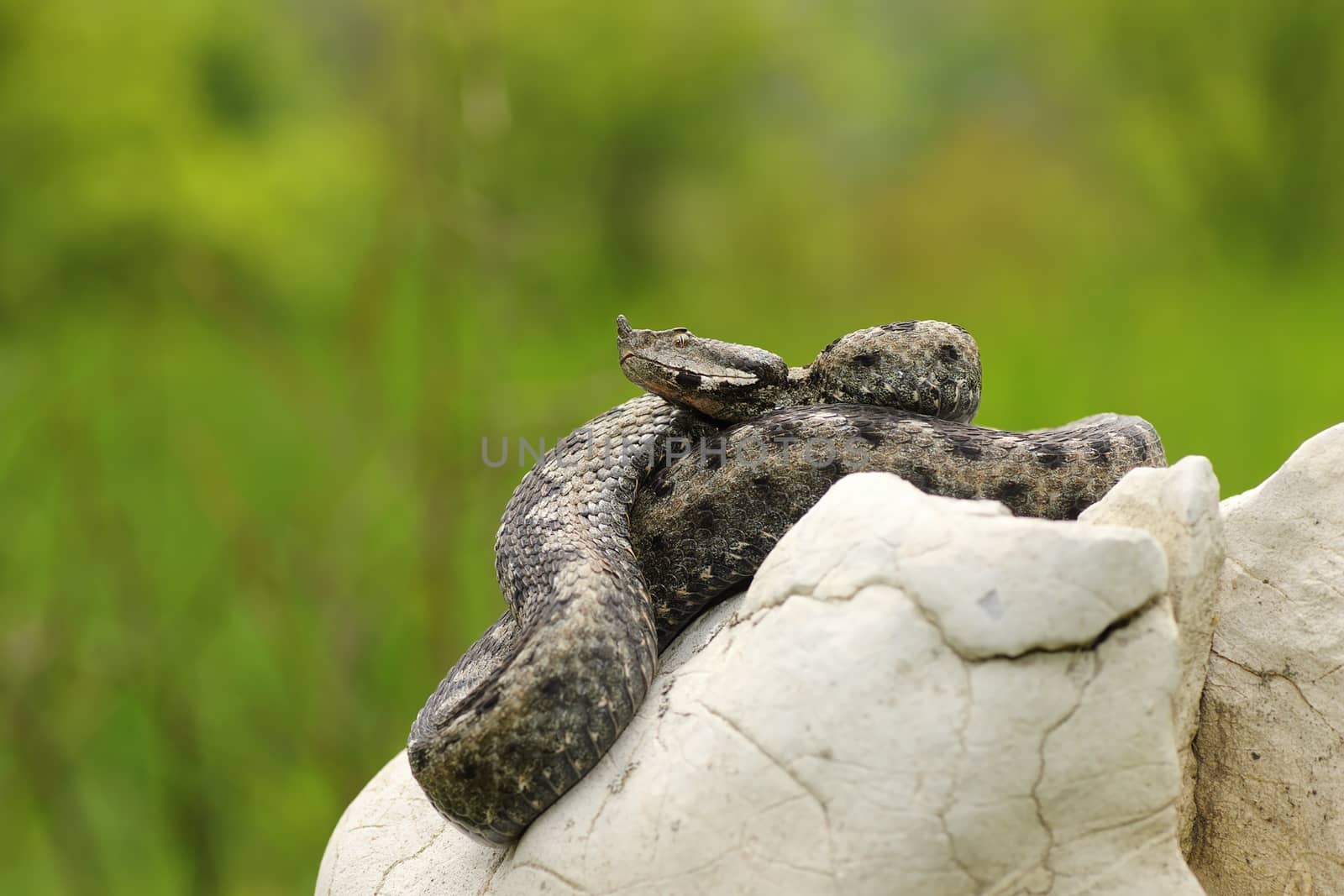 sand viper basking in natural habitat on limestone rock ( Vipera ammodytes )