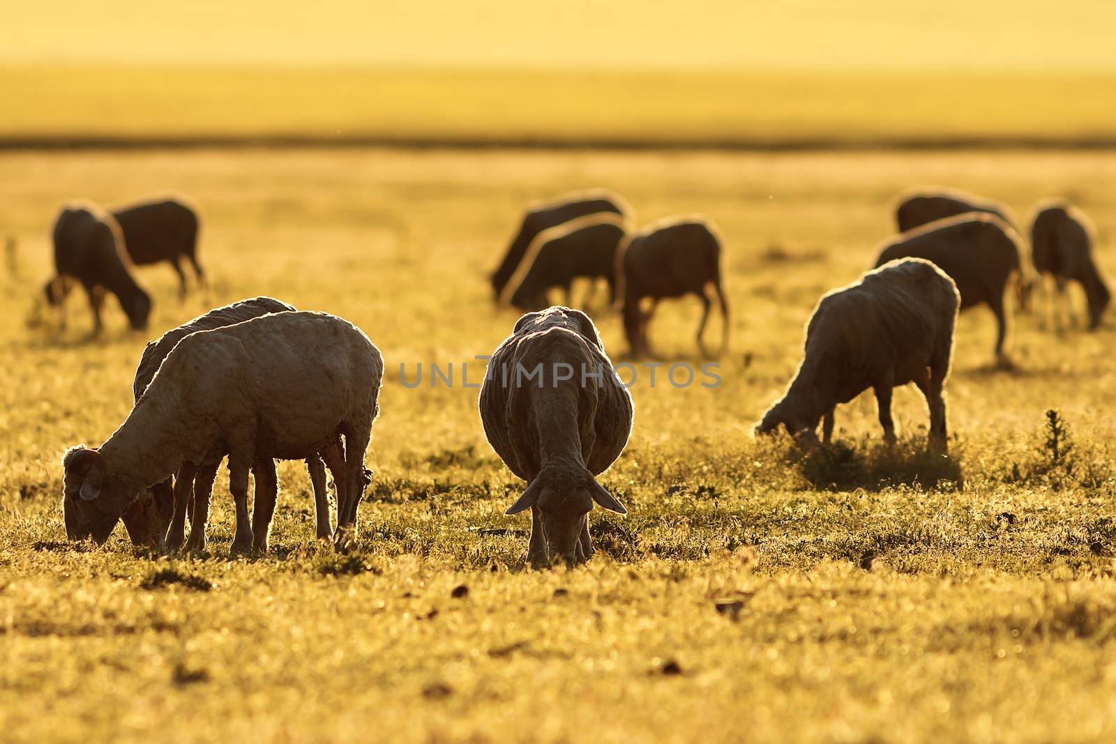 sheep herd grazing in colorful sunset light, orange colors of dawn on meadow