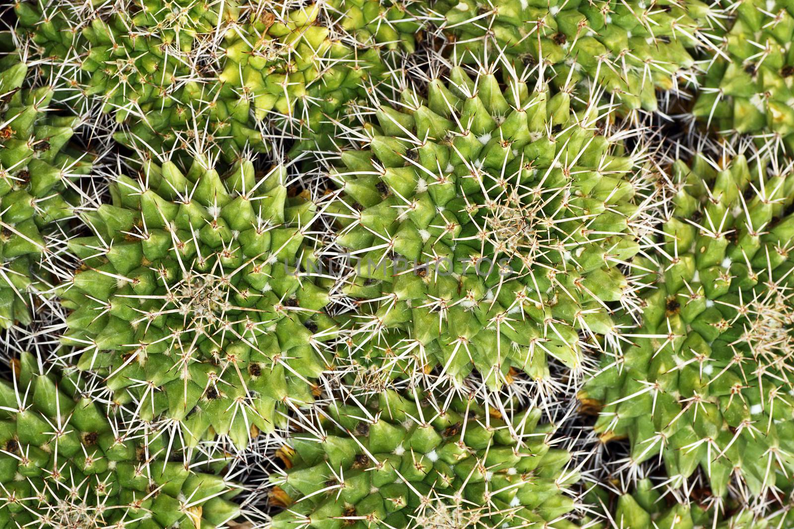 textural image of cactuses, close up of thorns