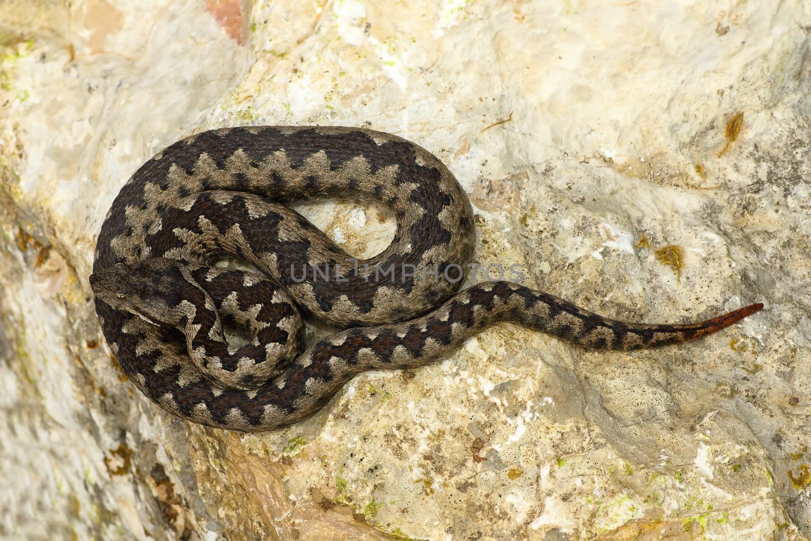 toxic european snake on stone by taviphoto