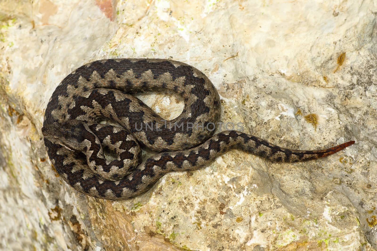 toxic european snake on stone ( Vipera ammodytes or the nose horned viper, the most dangerous reptile from Europe )