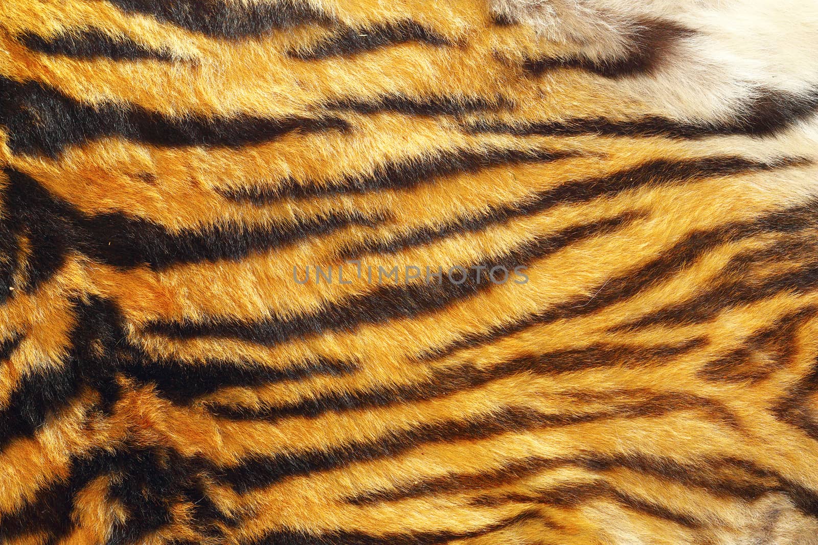 texture of wild tiger leather by taviphoto