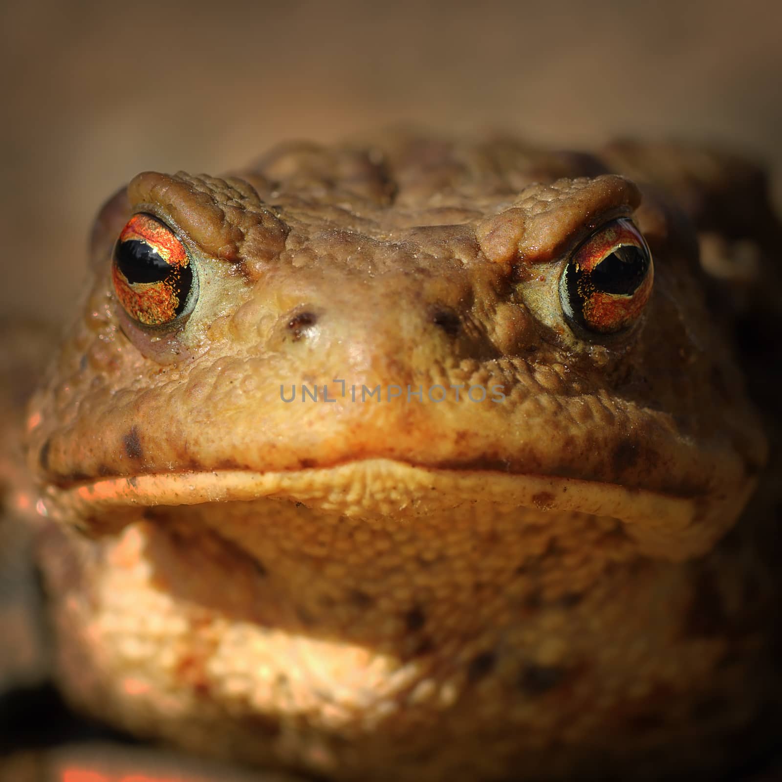 abstract portrait of common brown frog by taviphoto