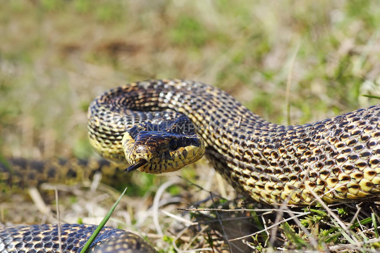 aggressive blotched snake  ready to strike, attack position ( Elaphe sauromates )