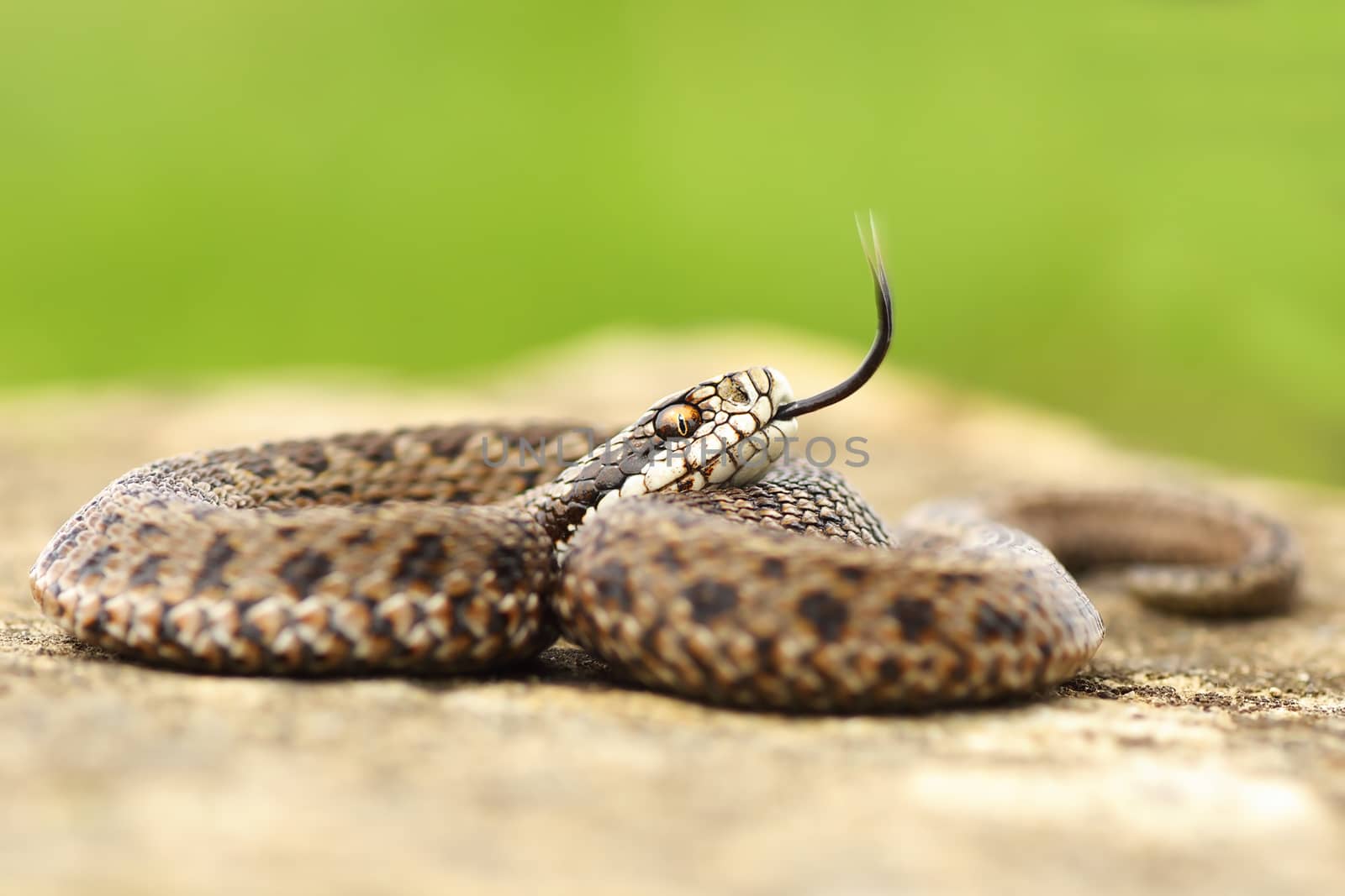 aggressive juvenile hungarian meadow viper showing its tongue ( Vipera usrinii rakosiensis )