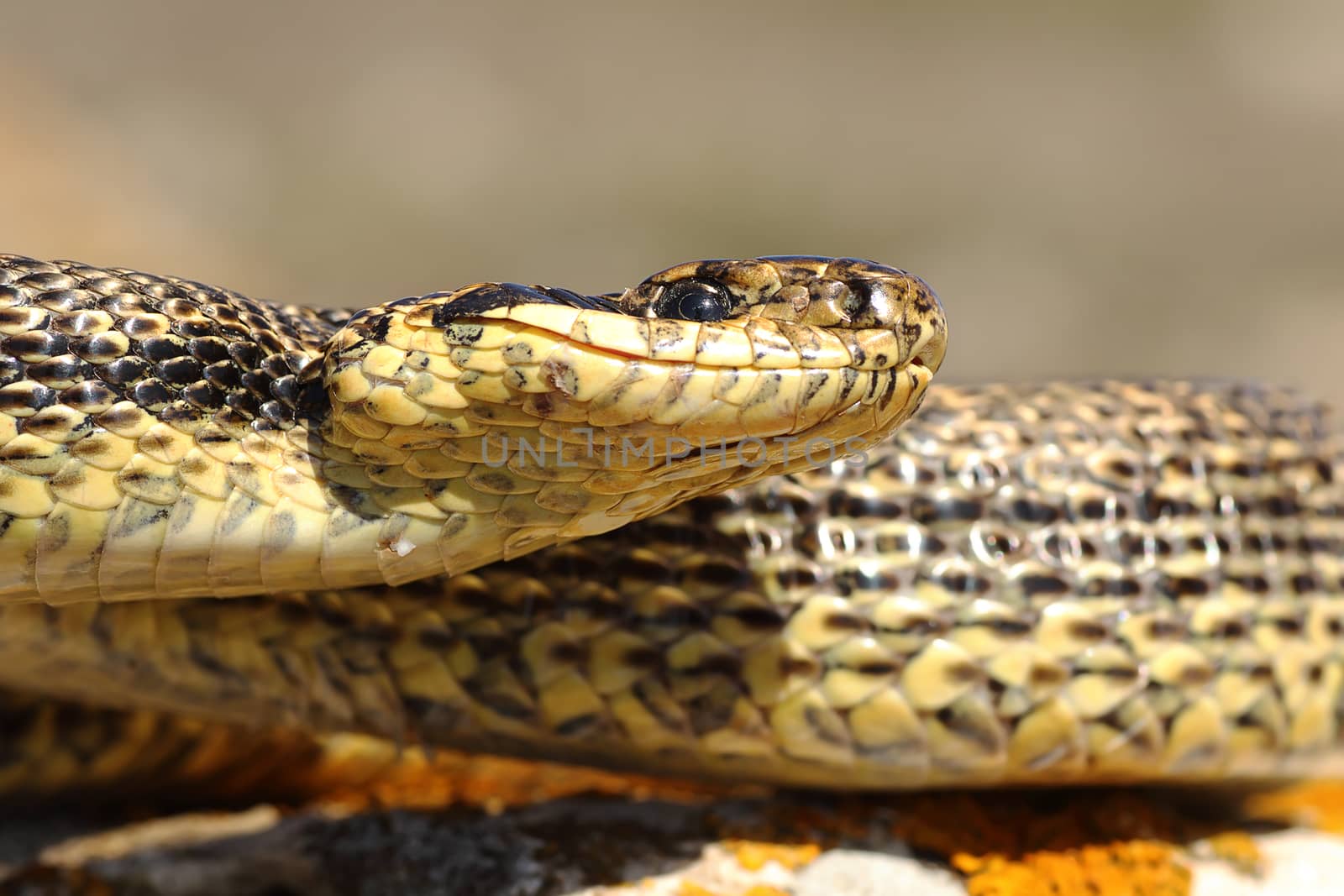 blotched snake macro image by taviphoto
