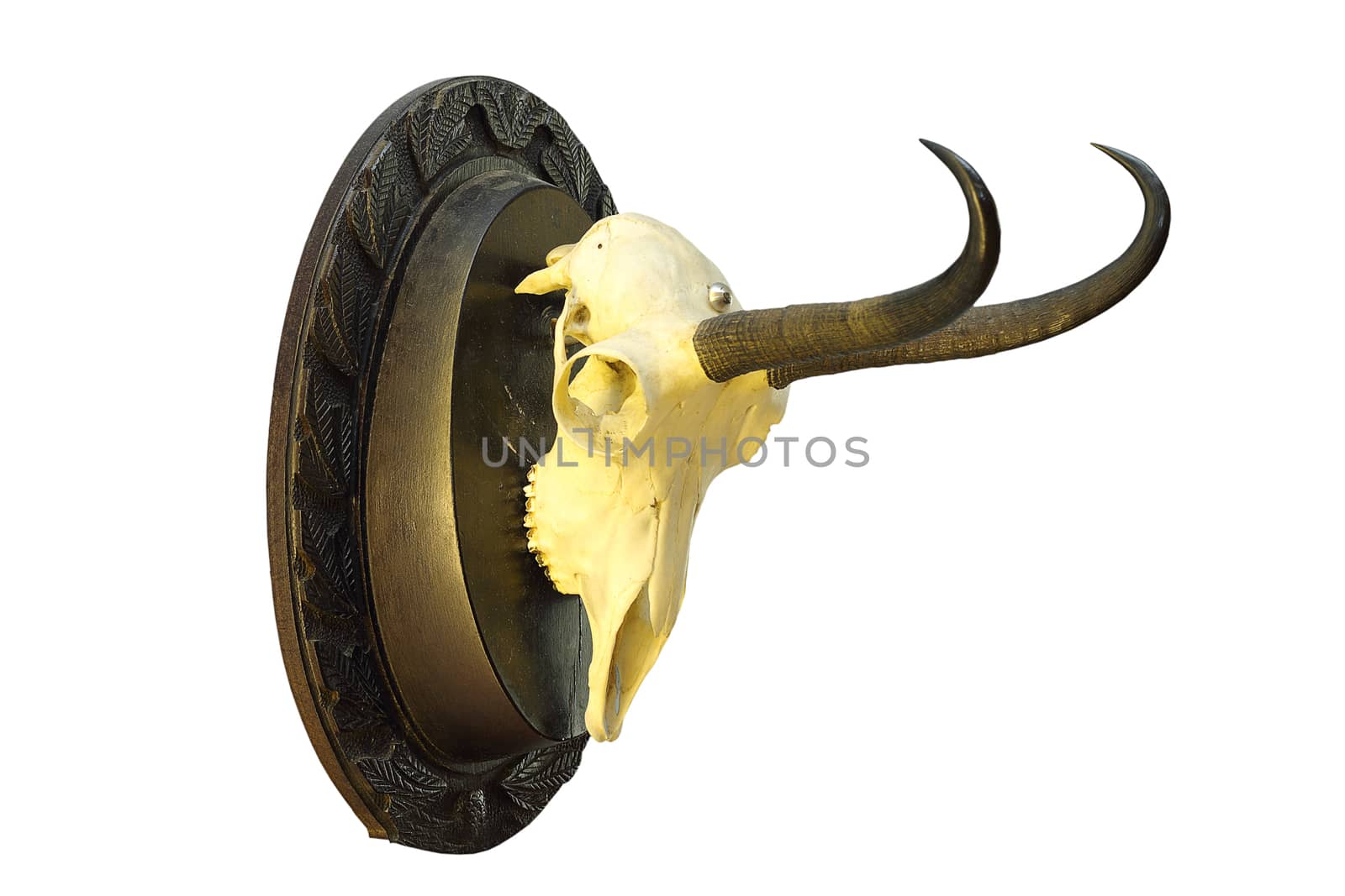 chamois hunting trophy mounted on wooden plate, isolation over white background ( R. rupicapra carpatica ) 