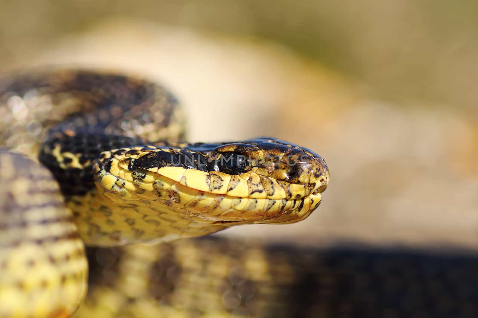 close up of blotched snake head ( Elaphe sauromates )