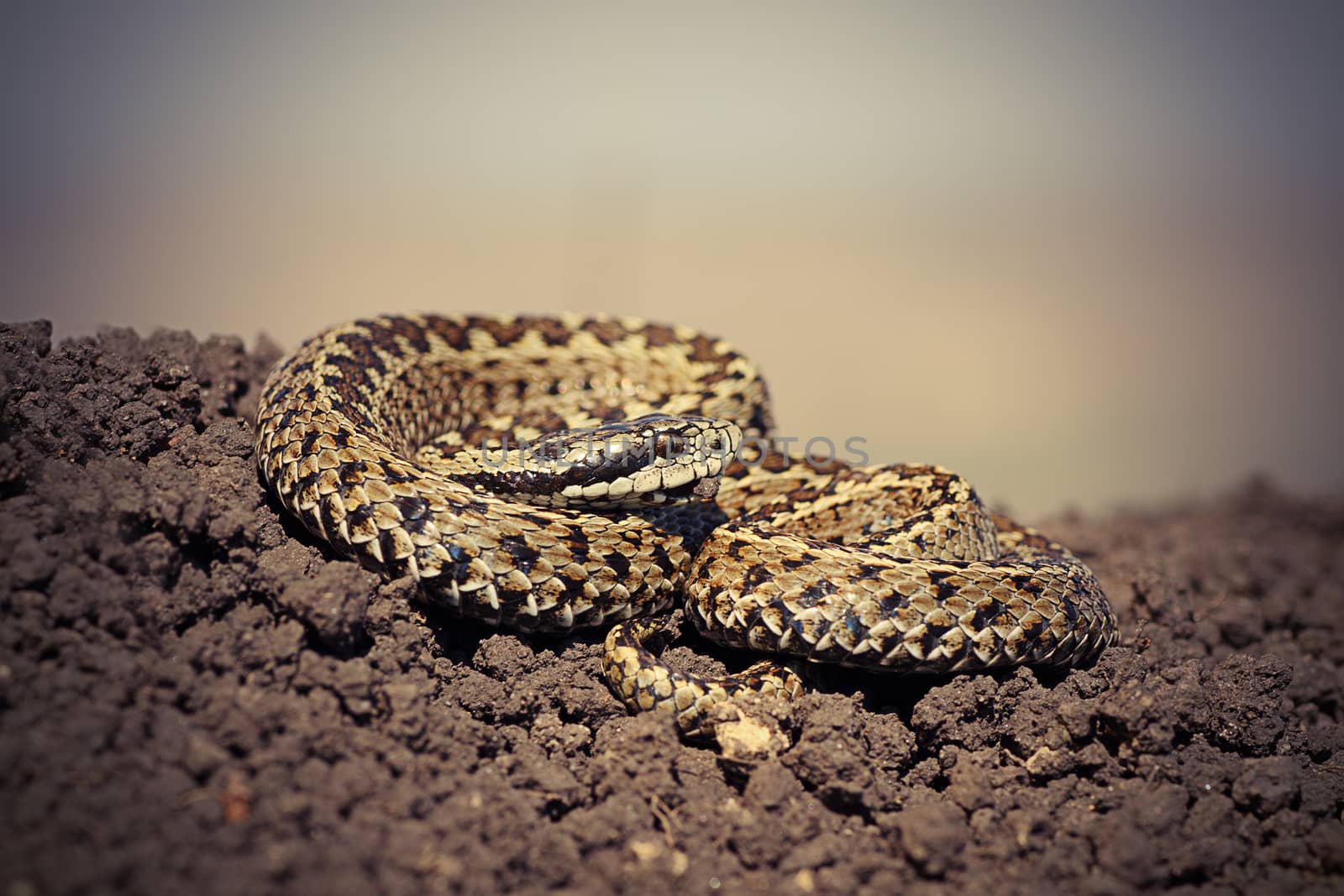 close up of male hungarian meadow adder ready to strike ( Vipera ursinii rakosiensis )