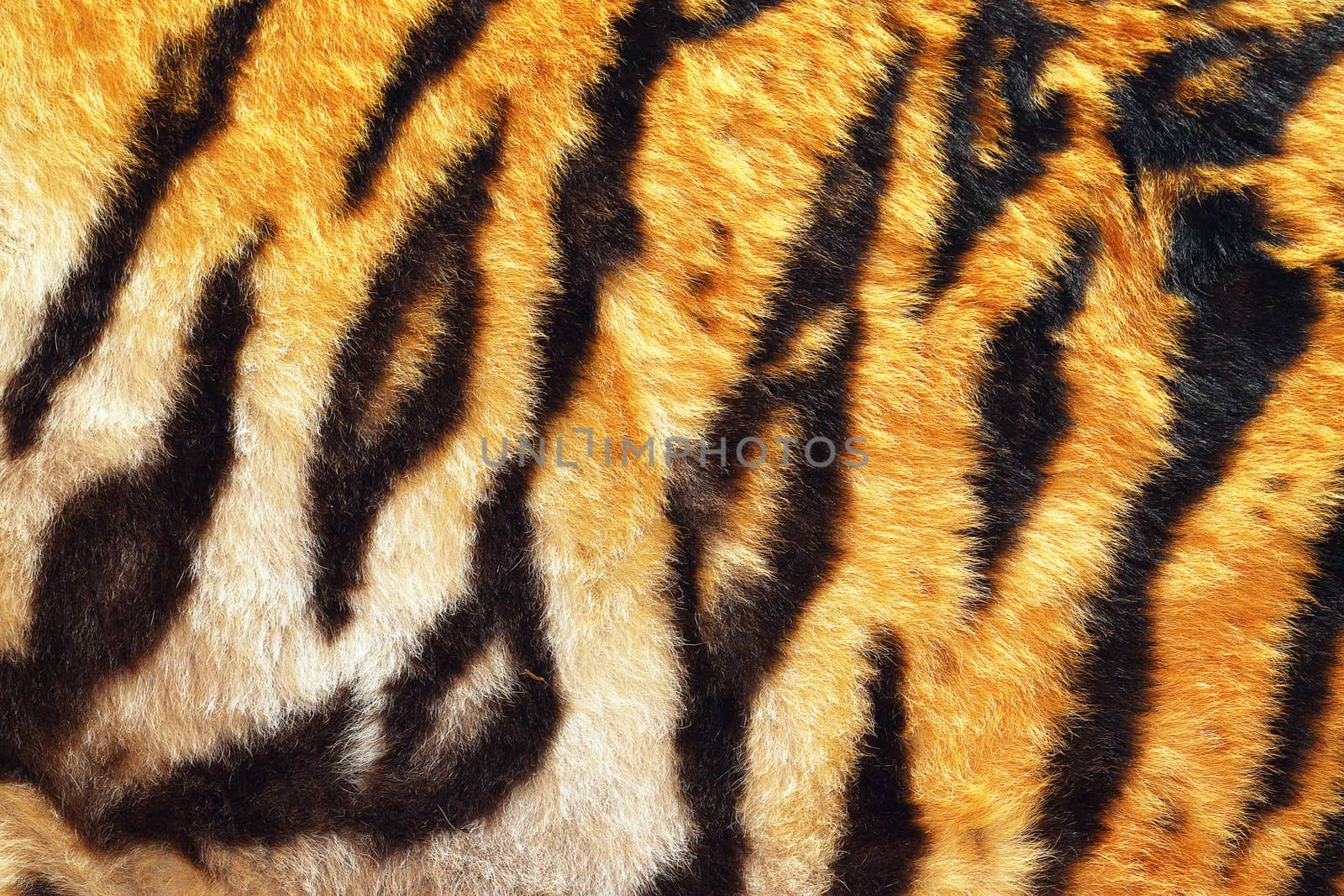 close up of tiger beautiful leather, black stripes on orange and white background, natural real animal pelt for your design, colorful contrasts