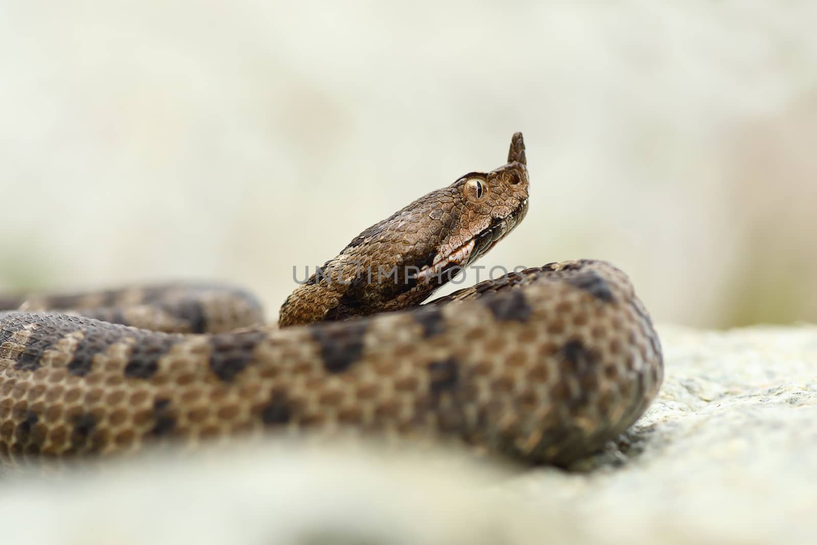 close up portrait of horned adder by taviphoto