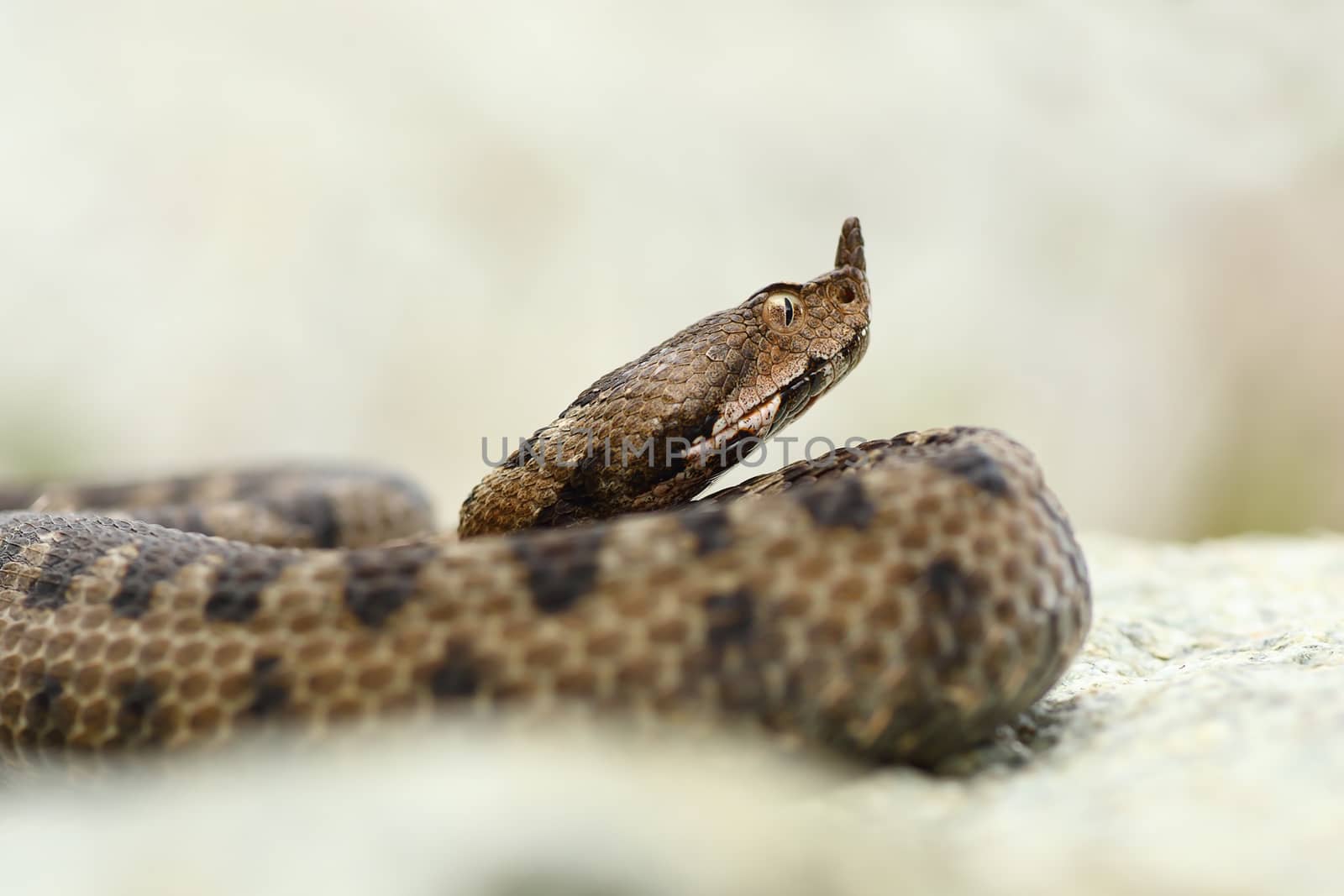 close up portrait of horned adder ( Vipera ammodytes )