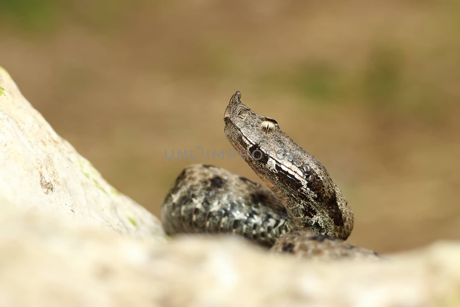 close up venomous european snake crawling on rock by taviphoto
