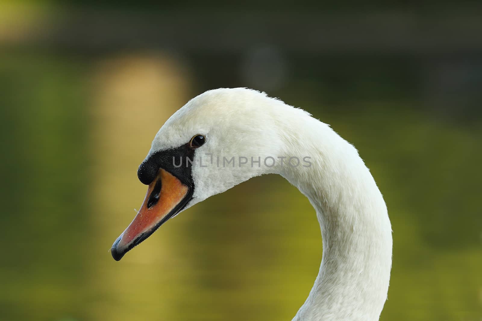 closeup of beautiful mute swan by taviphoto