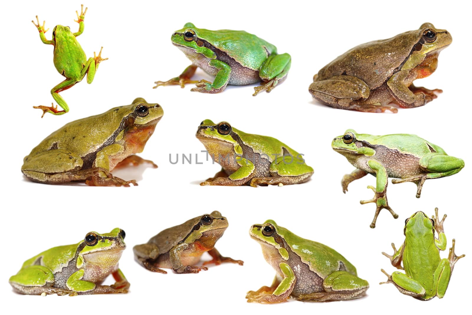 collection of isolated green tree frogs by taviphoto