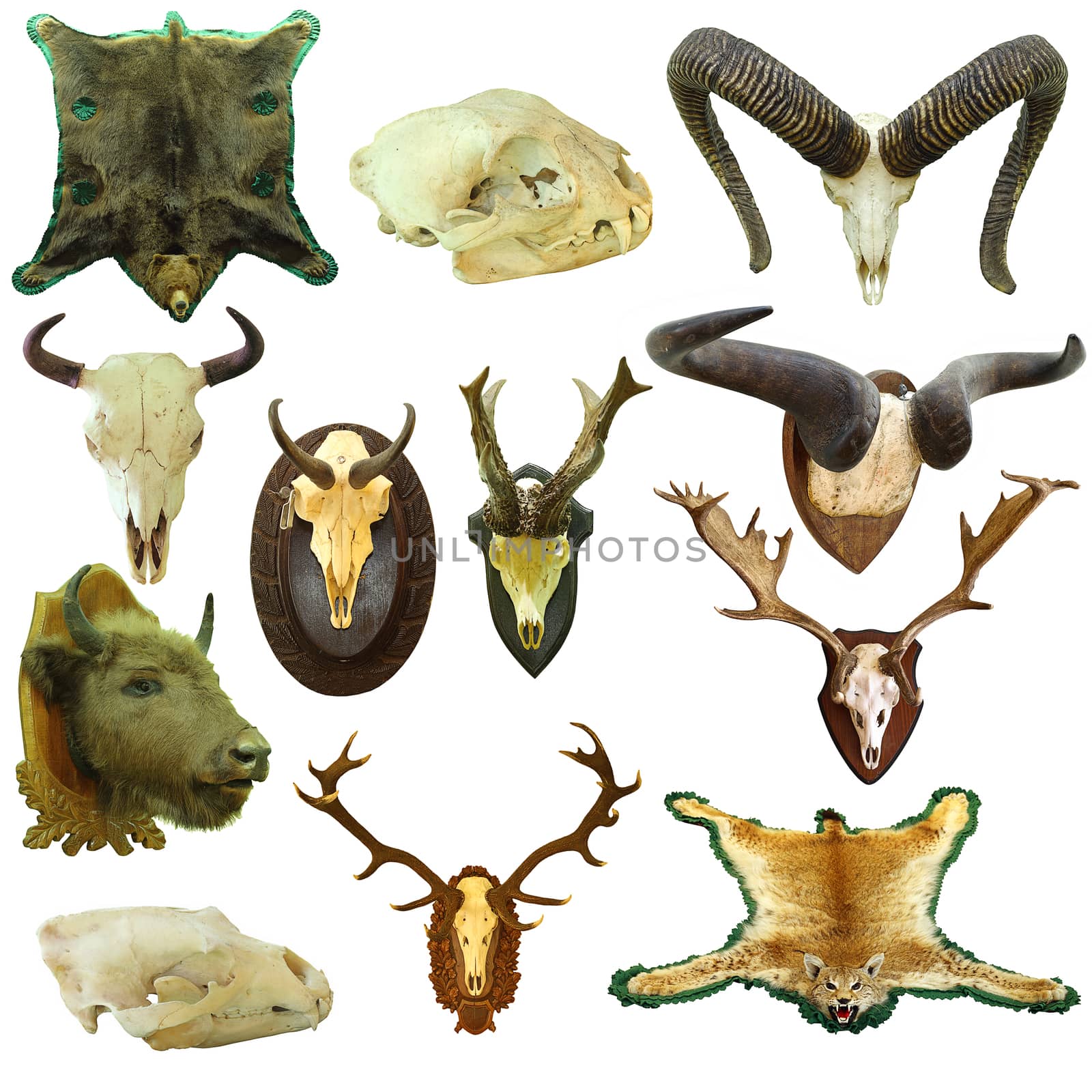 collection of isolated hunting trophies, game animals on white background