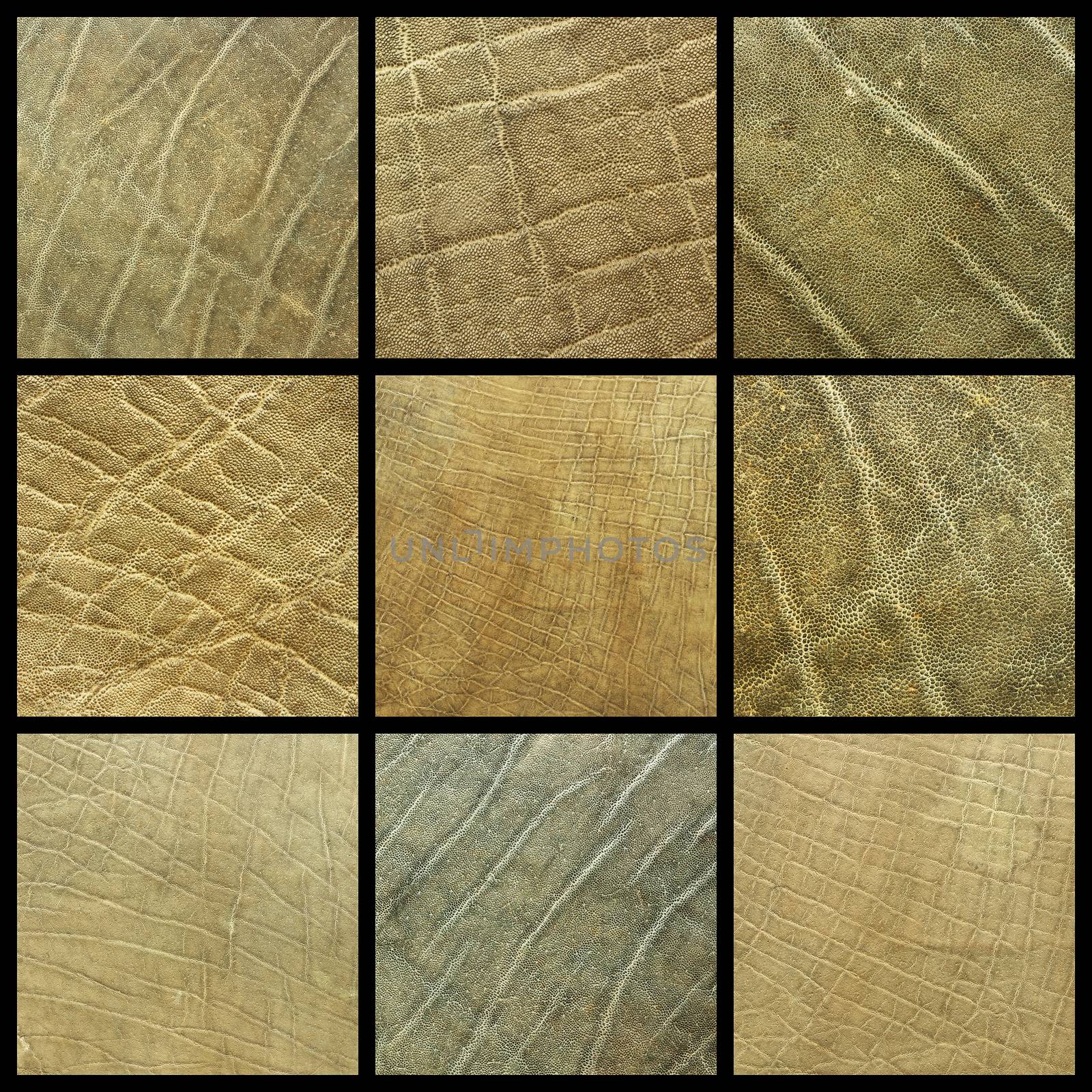 collection of african elephant leather ready for your design
