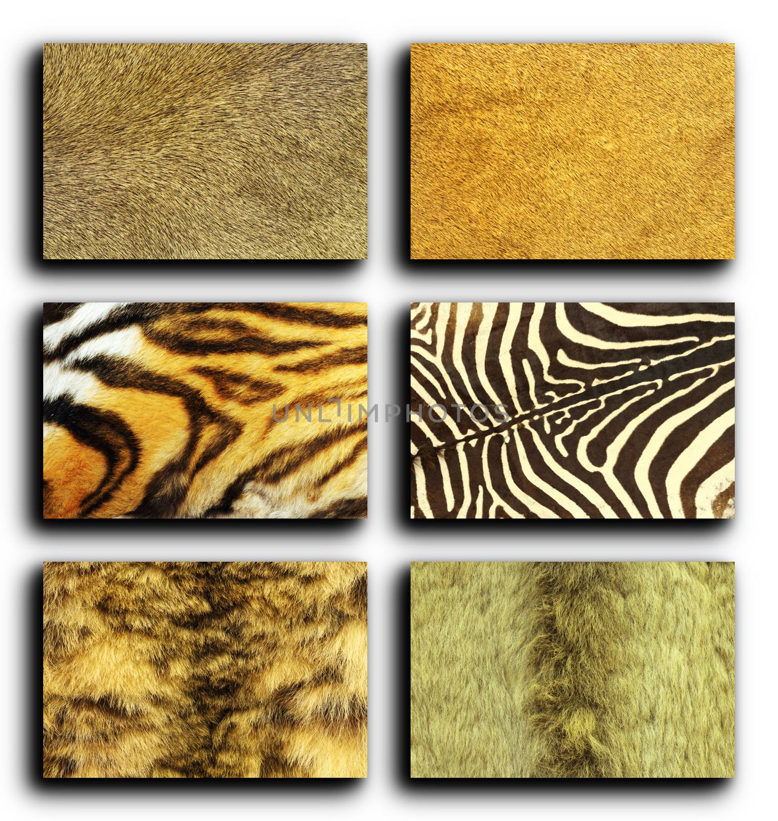 collection of wild animals fur by taviphoto