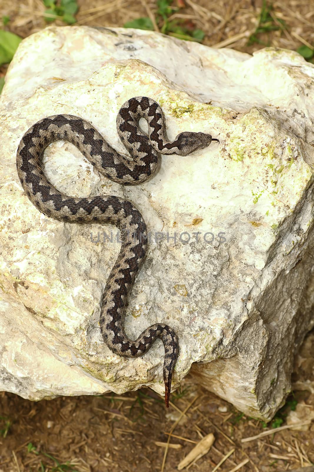 colorful male nose horned viper basking on rock ( Vipera ammodytes, the most dangerous and poisonous of widespread european snakes )