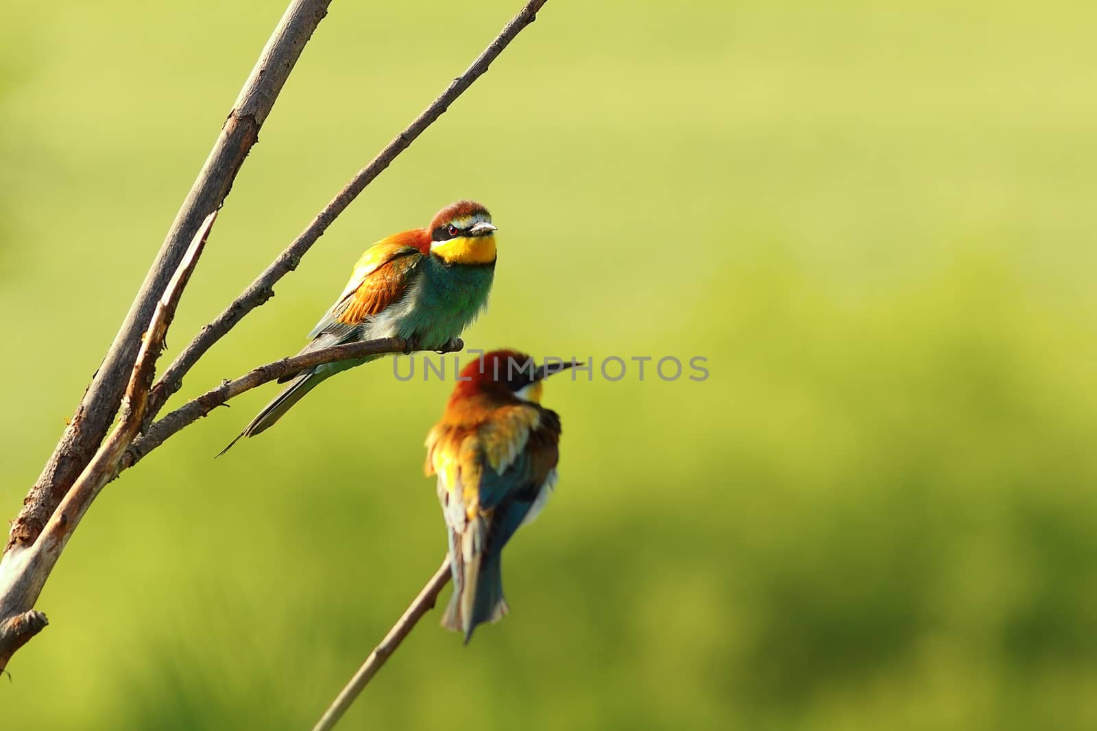 couple of european bee eaters by taviphoto