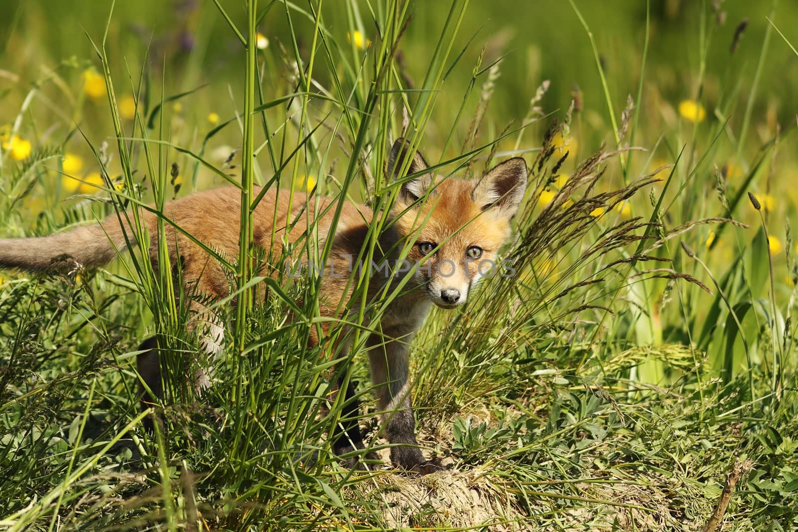 curious fox cub hiding in the grass, looking towards the camera ( Vulpes )