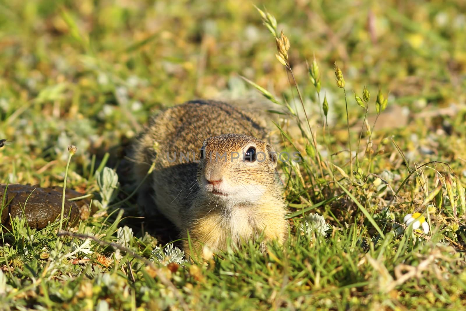 curious juvenile ground squirrel by taviphoto