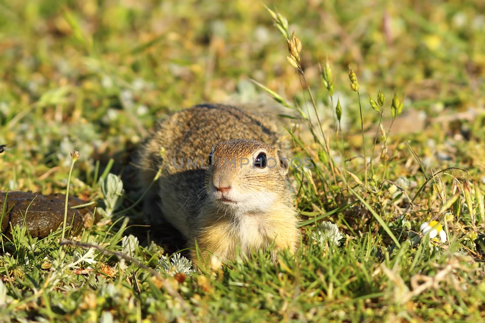 curious juvenile european ground squirrel looking at the camera ( Spermophilus citellus ), image taken in natural habitat on wild animal