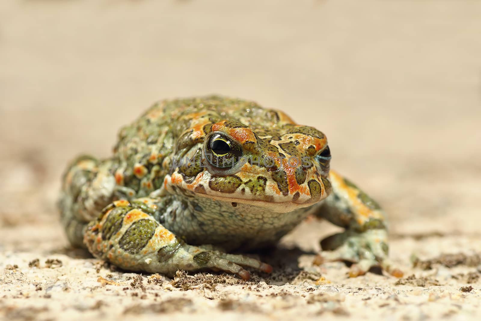 cute european green toad ( Bufotes viridis )