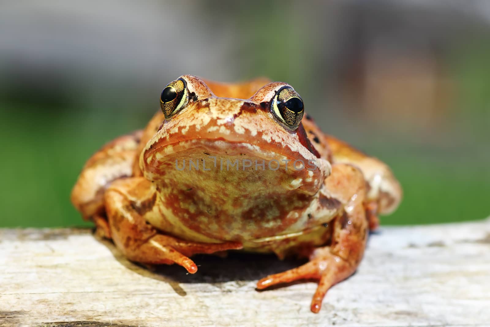 cute portrait of Rana temporaria, the european common brown frog, animal looking at the camera