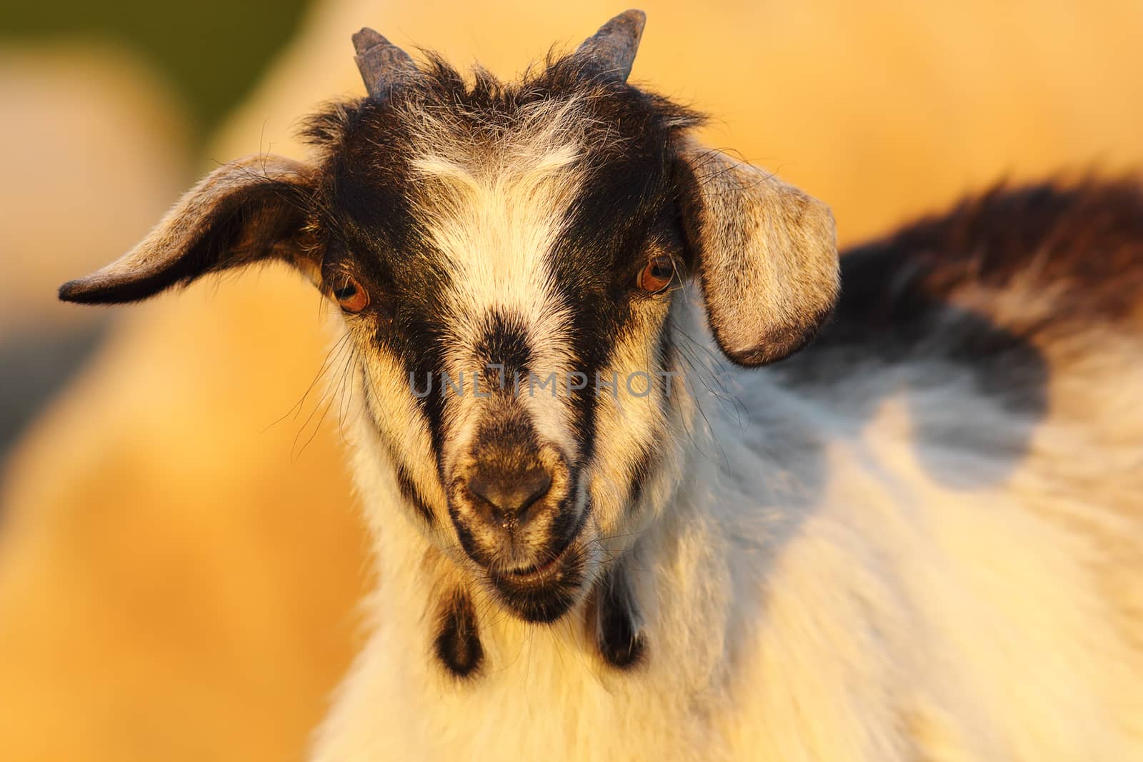 cute young mottled goat portrait looking at the camera