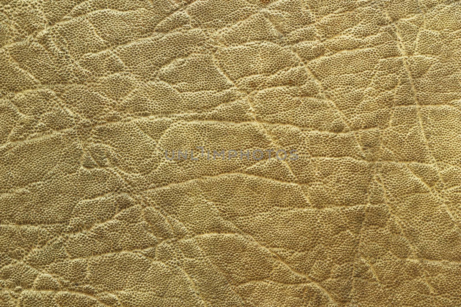 detailed elephant pelt texture by taviphoto