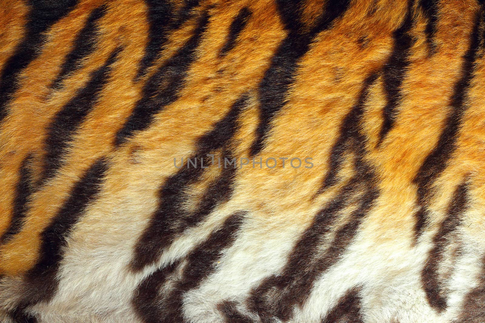 detailed tiger colorful pelt by taviphoto