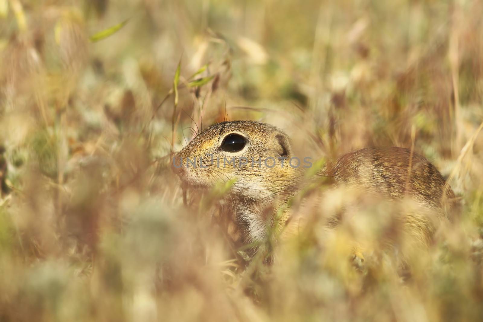 european ground squirrel hiding in the grass by taviphoto
