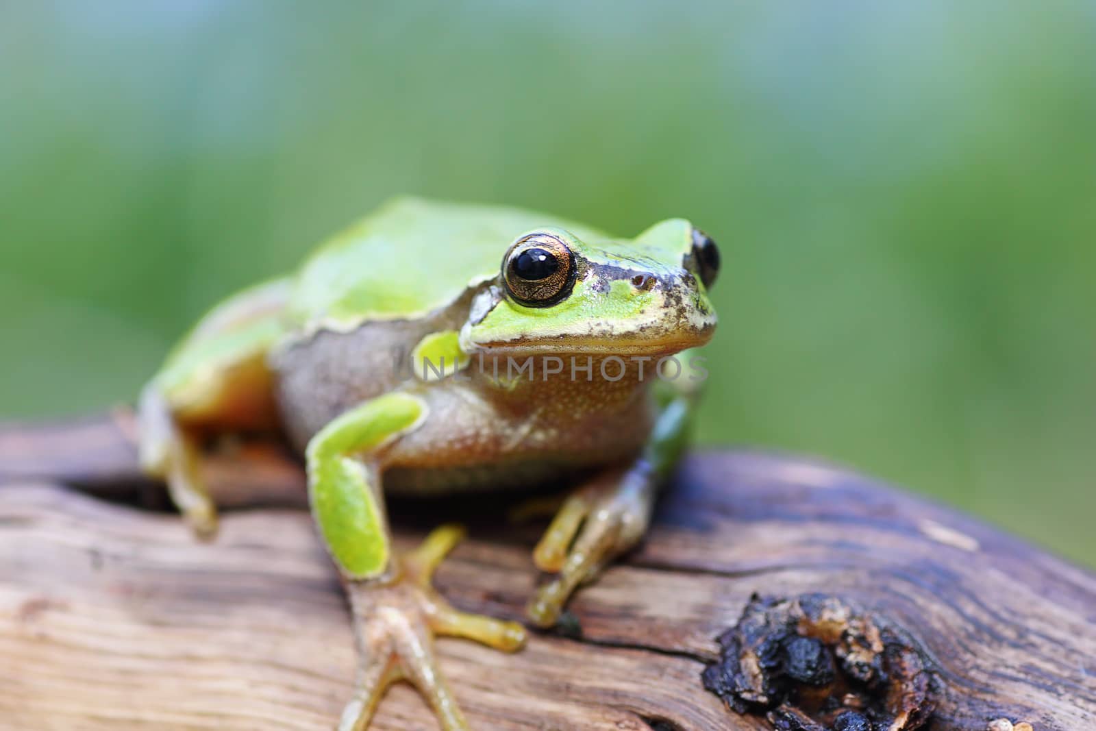 european tree frog on a stump by taviphoto