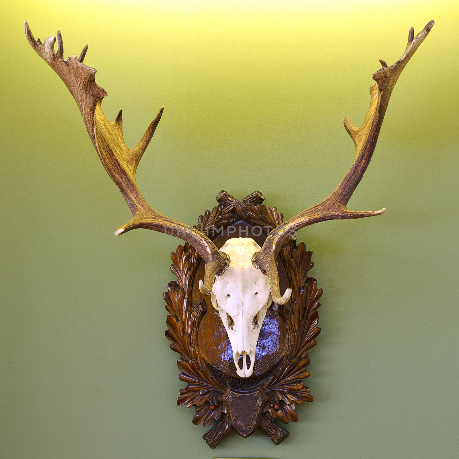 fallow deer hunting trophy on green wall by taviphoto