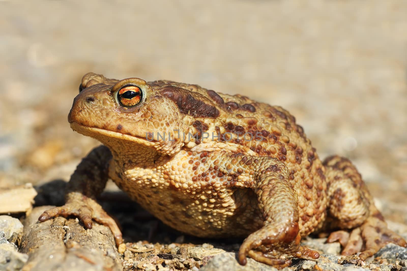 female common brown toad close up by taviphoto