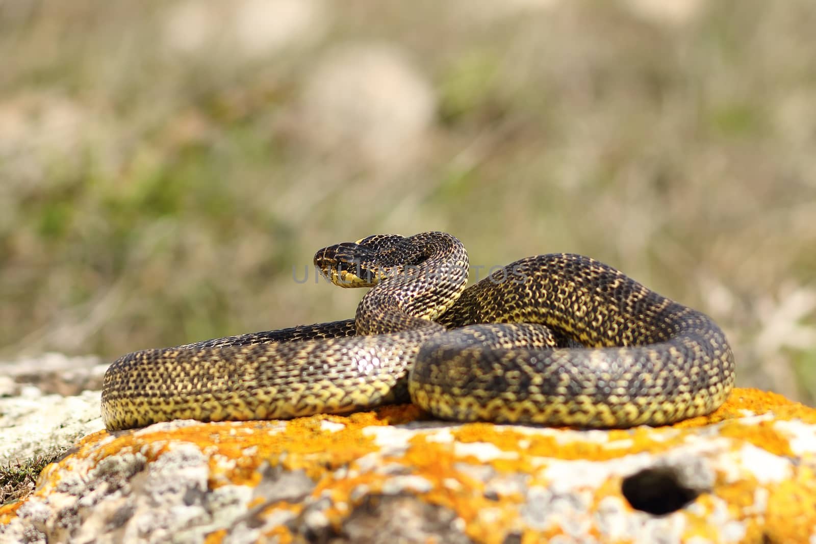 full length blotched snake in natural habitat ( Elaphe sauromates )