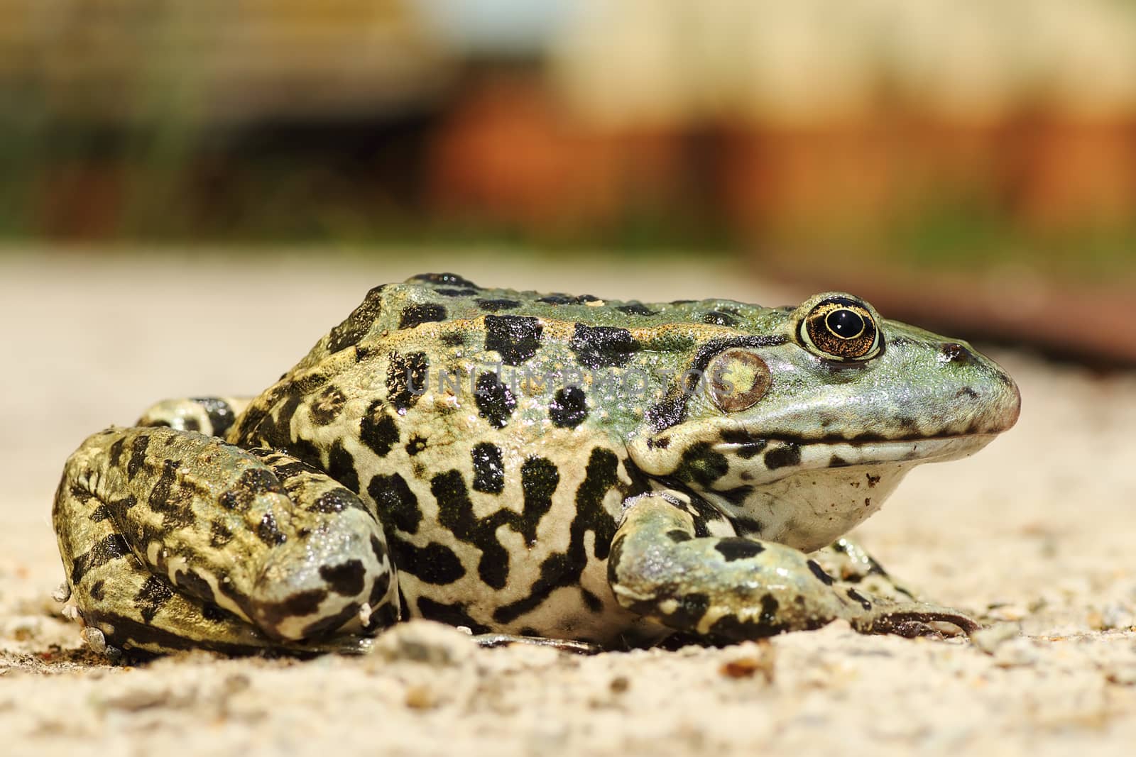 full length image of colorful marsh frog  ( Pelophylax ridibundus )