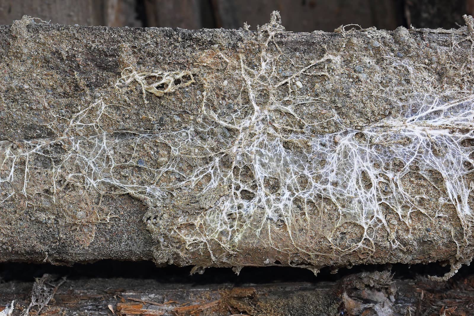 fungus attack on wooden beam by taviphoto