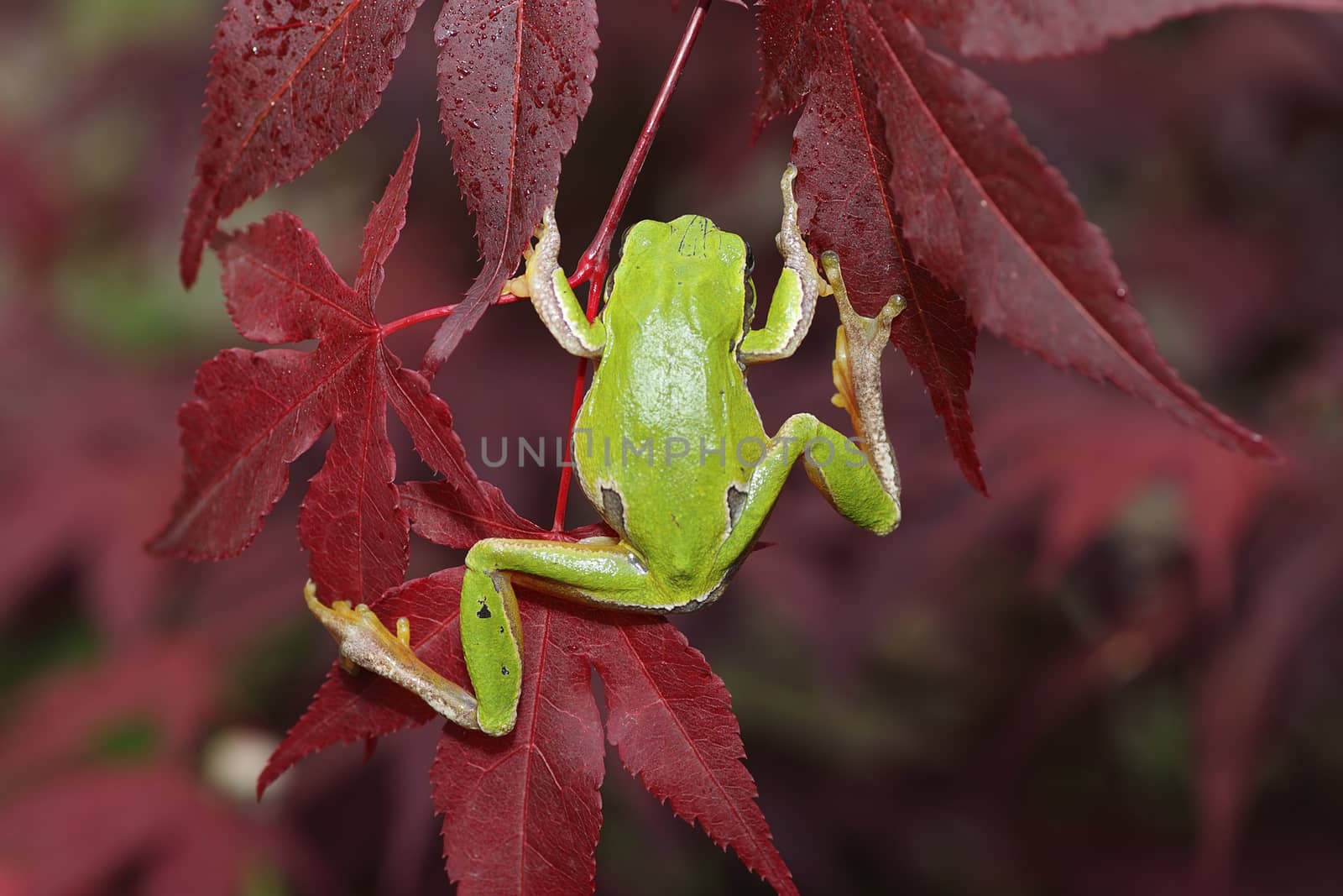 green tree frog climbing on leaves by taviphoto