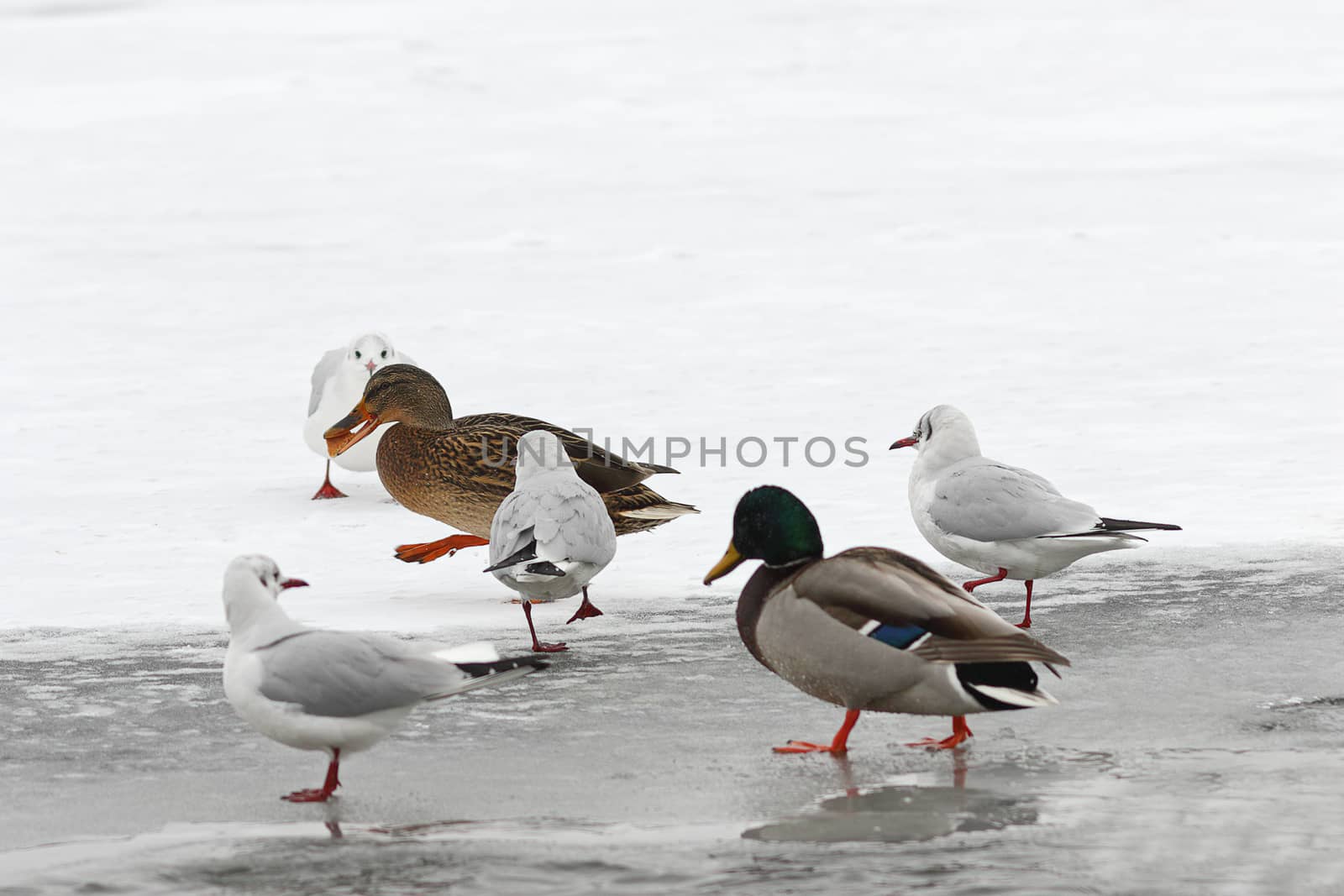 hungry wild birds in winter by taviphoto