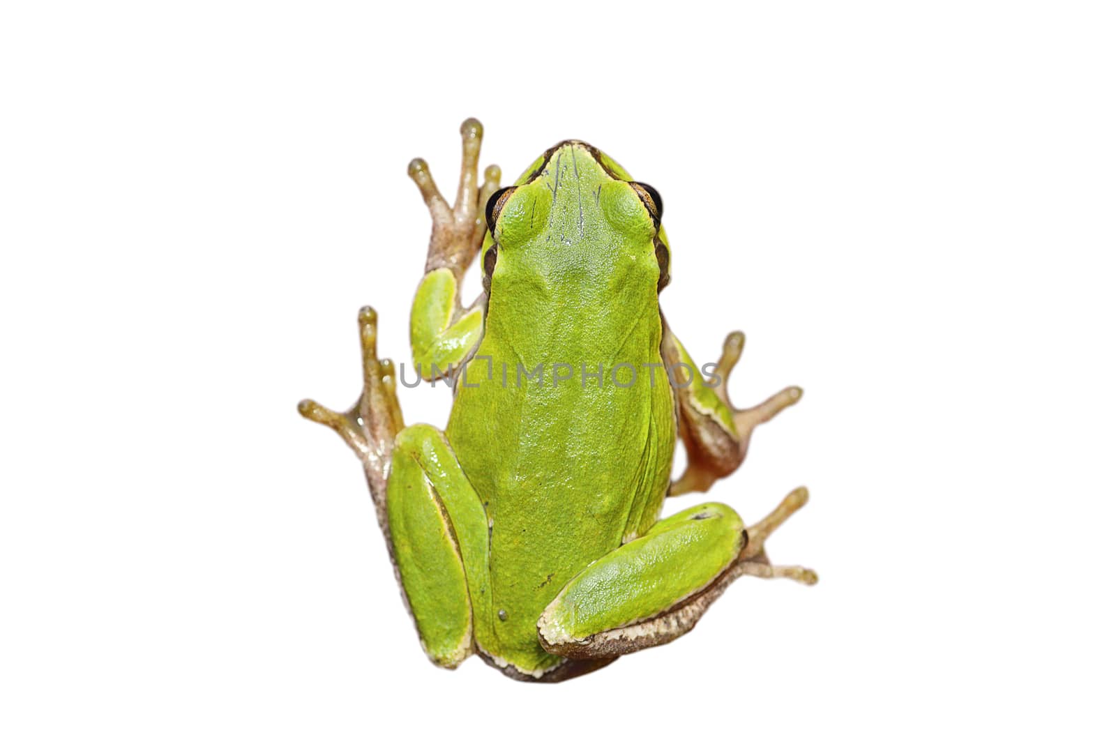 cute european green tree frog isolated over white background, full length wild animal for your design ( Hyla arborea )