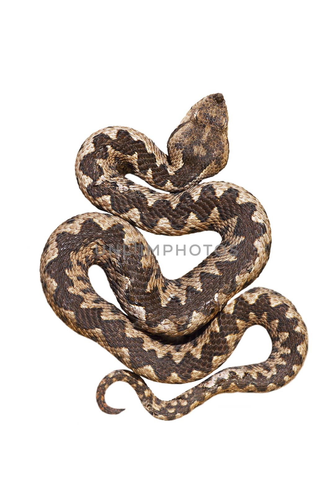 isolated nosed viper, Vipera ammodytes or the long horn adder, one of the most dangerous european snakes; isolation over white background for your design