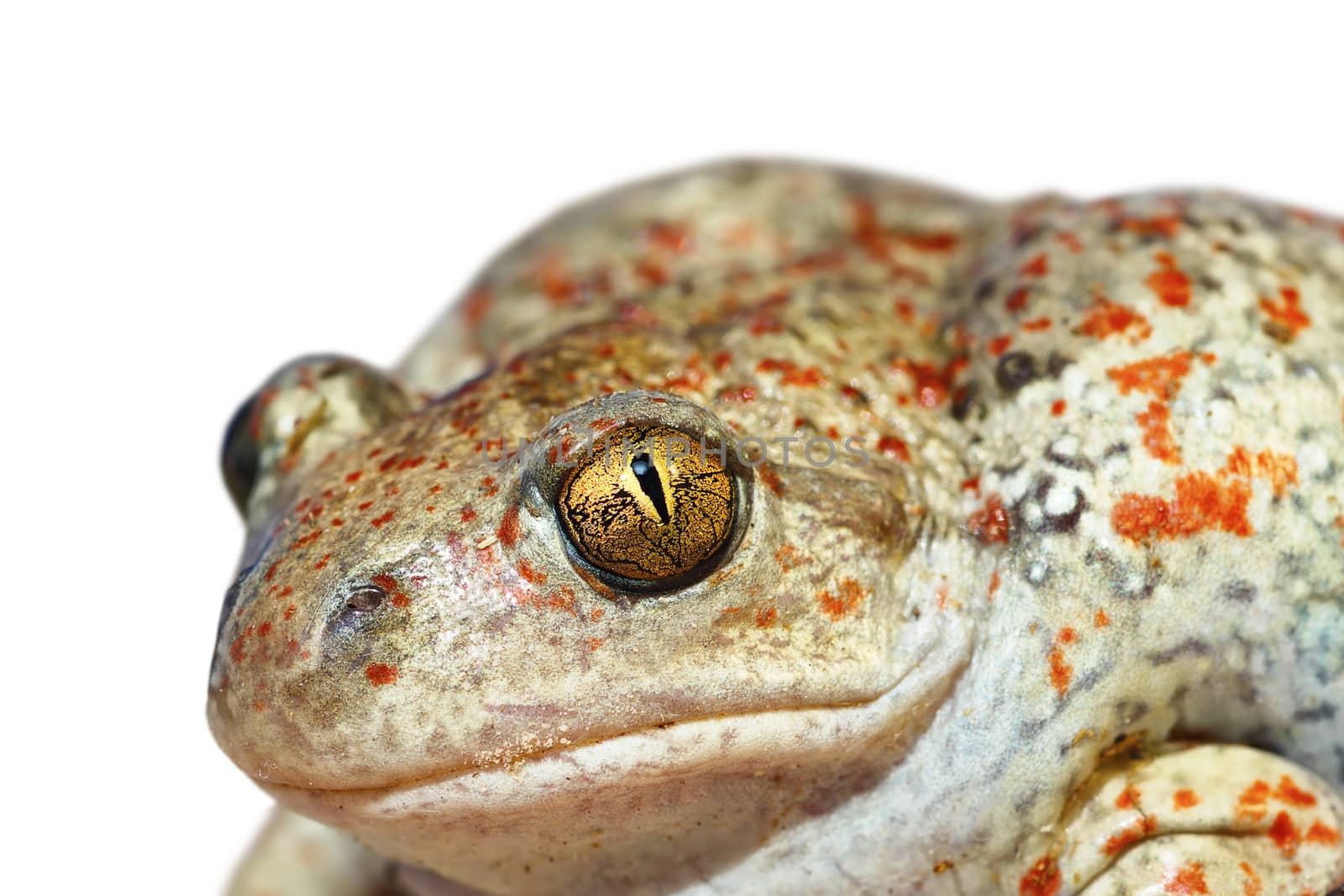 portrait of garlic toad, or common spadefoot, isolated over white background ( Pelobates fuscus )