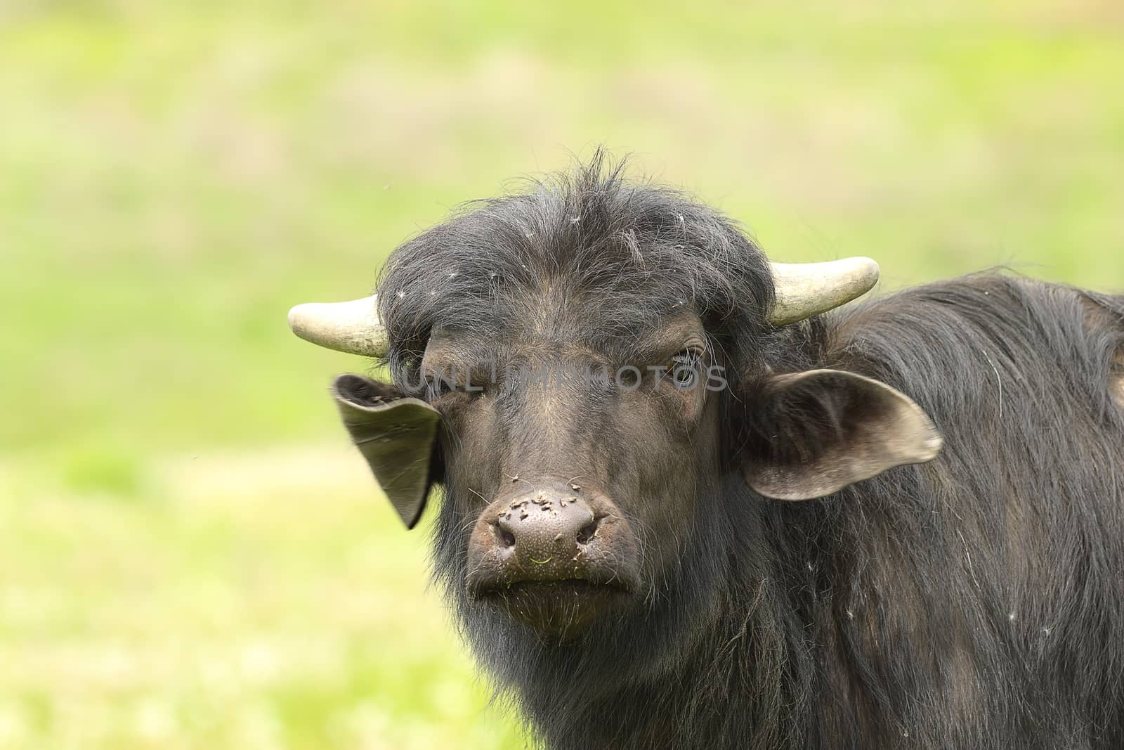 juvenile domestic black bull portrait looking towards the camera ( Bubalus bubalis )