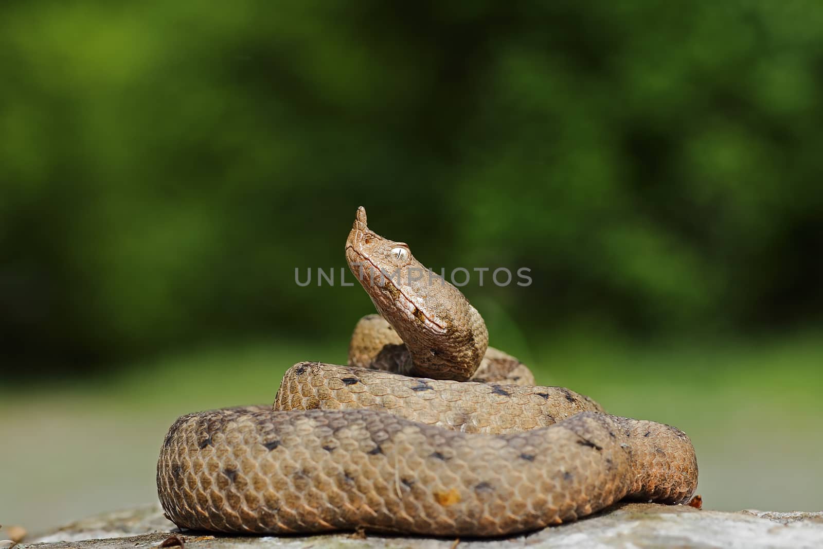 large female nose nosed viper on rock by taviphoto