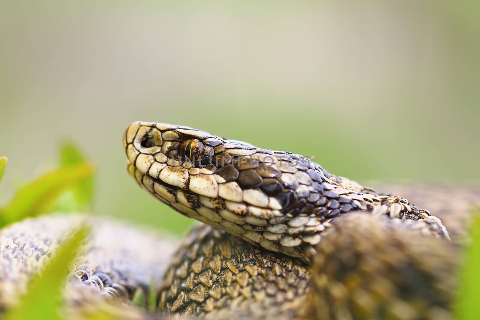 macro portrait of venomous viper, the hungarian meadow adder, one of the rarest european snakes ( Vipera ursinii rakosiensis )