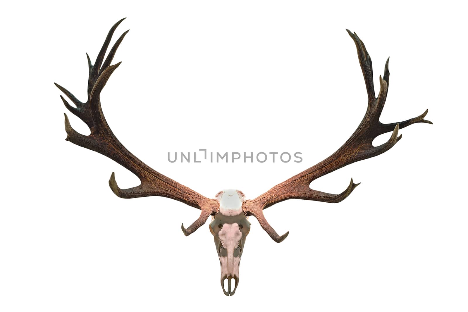 monster deer hunting trophy isolated over white background ( Cervus elaphus, red deer stag skull with huge antlers )