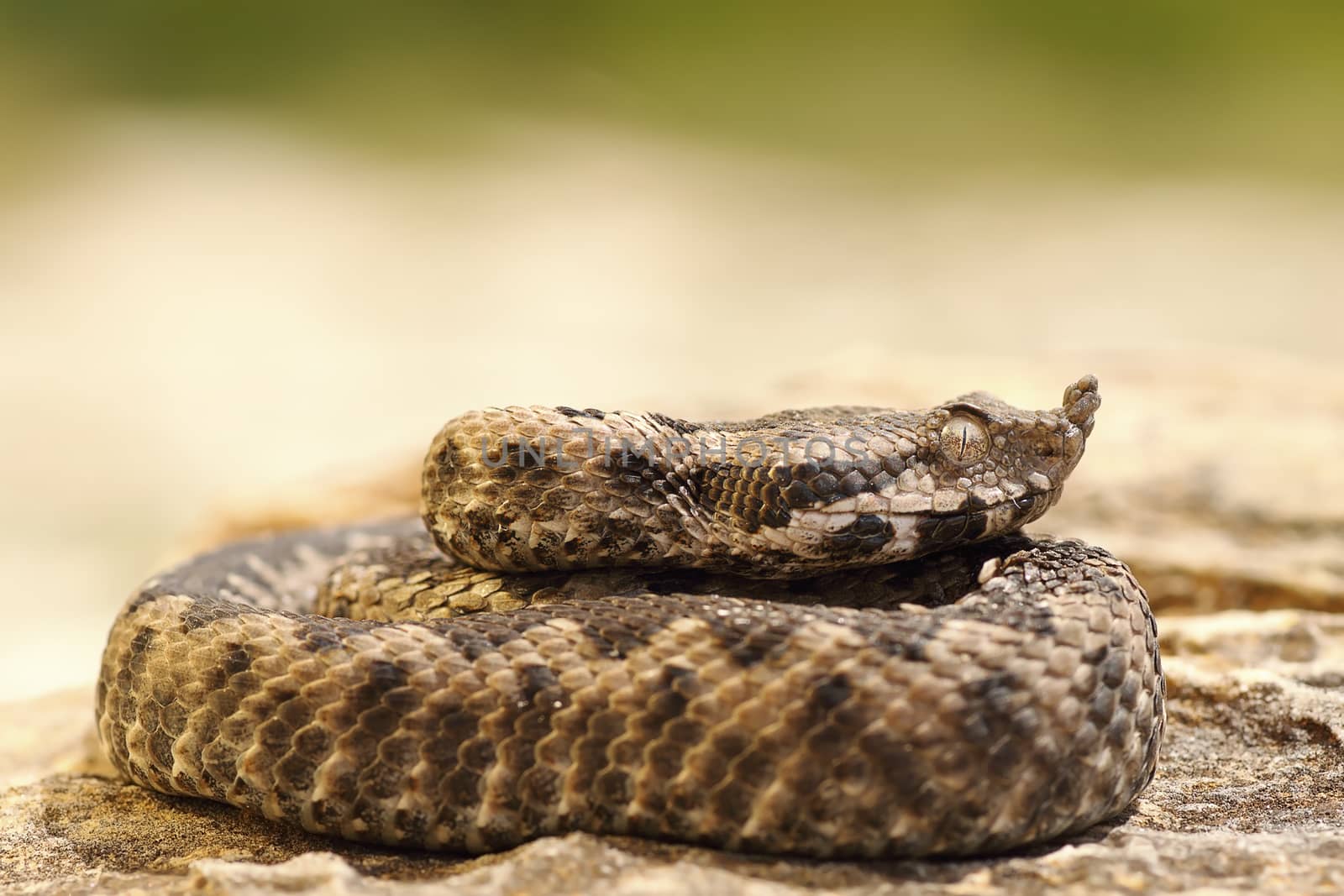 poisonous snake youngster basking on stone ( nose horned viper, Vipera ammodytes )